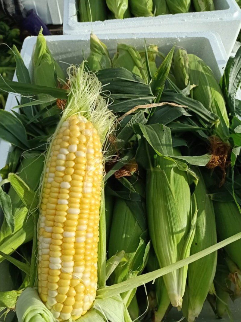 云南高原特色双色玉米，