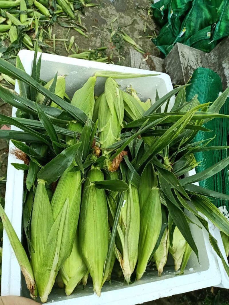 云南高原特色双色玉米，