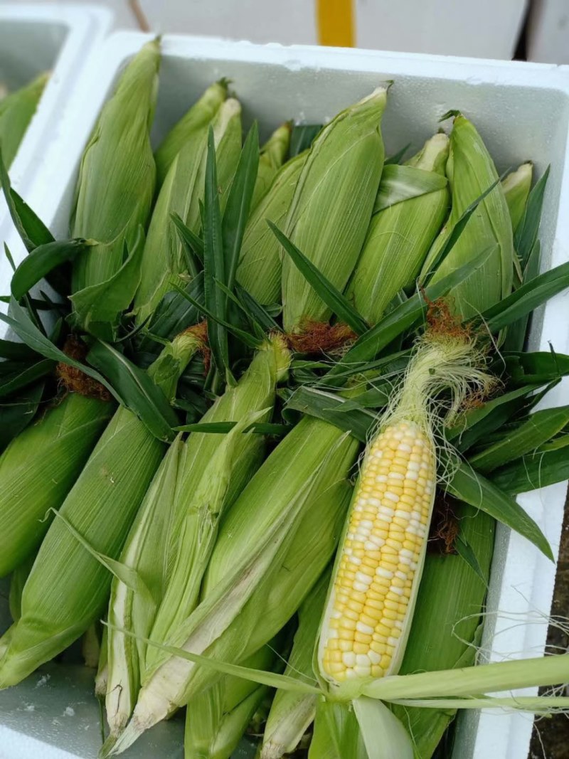 云南高原特色双色玉米，