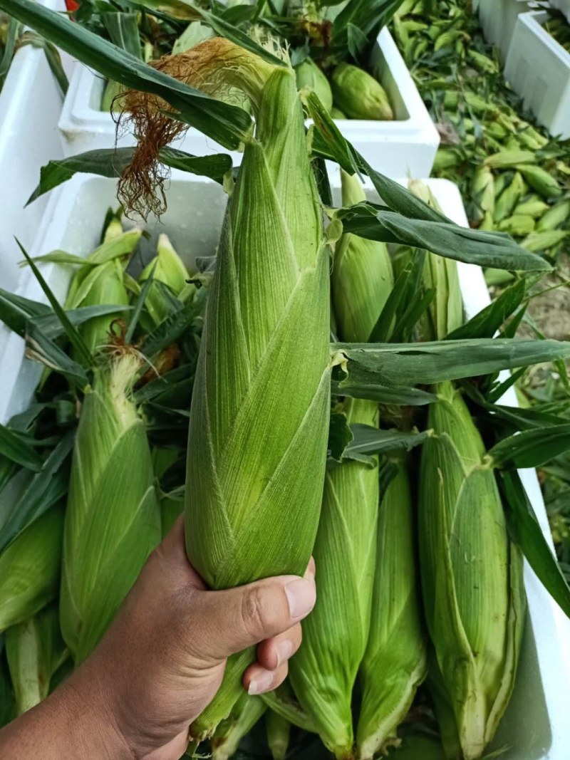 云南高原特色双色玉米，