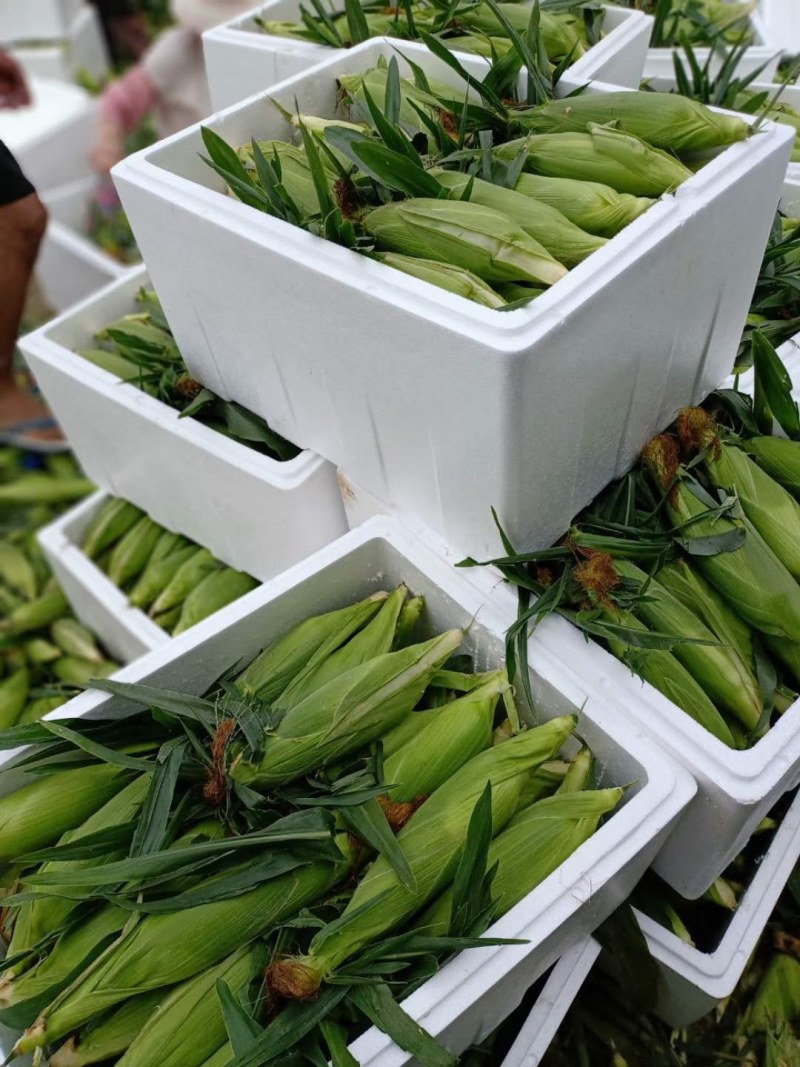 云南高原特色双色玉米，