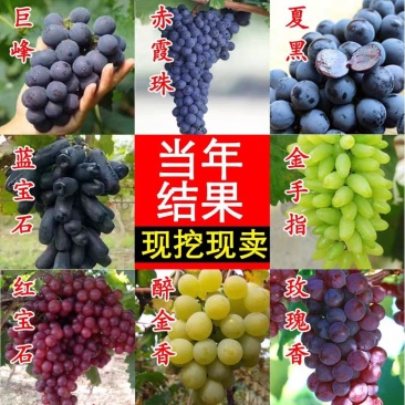 矮化葡萄苗盆栽地栽当年结果，南方北方都可以种植，品种齐全