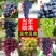 矮化葡萄苗盆栽地栽当年结果，南方北方都可以种植，品种齐全