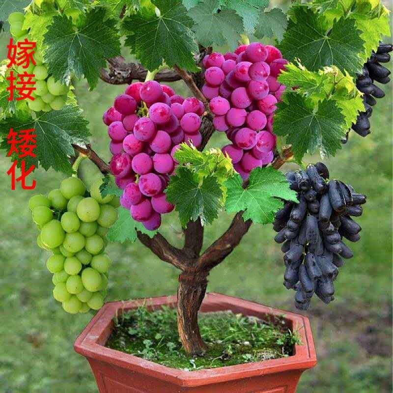 矮化葡萄苗盆栽地栽当年结果，南方北方都可以种植，品种齐全