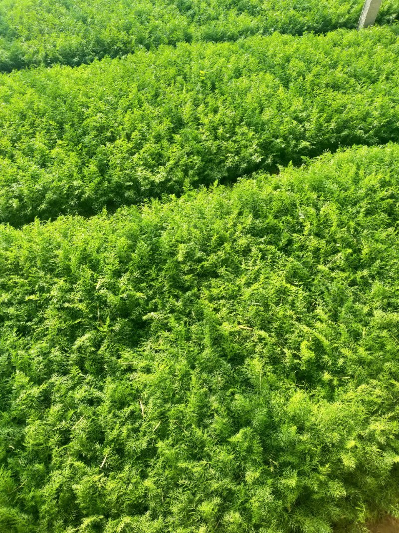 大量出售茴香，株高30-40cm.苗细