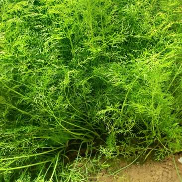大量出售茴香，株高30-40cm.苗细