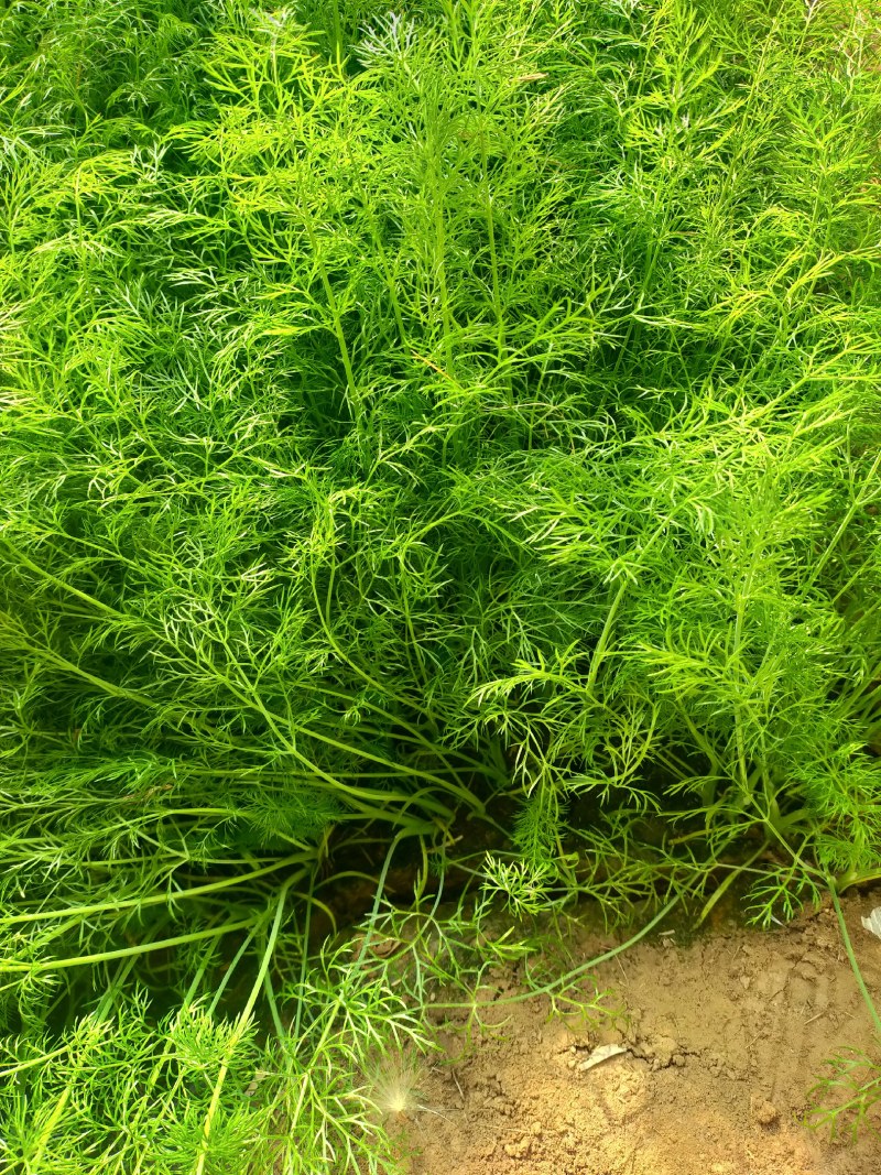 大量出售茴香，株高30-40cm.苗细
