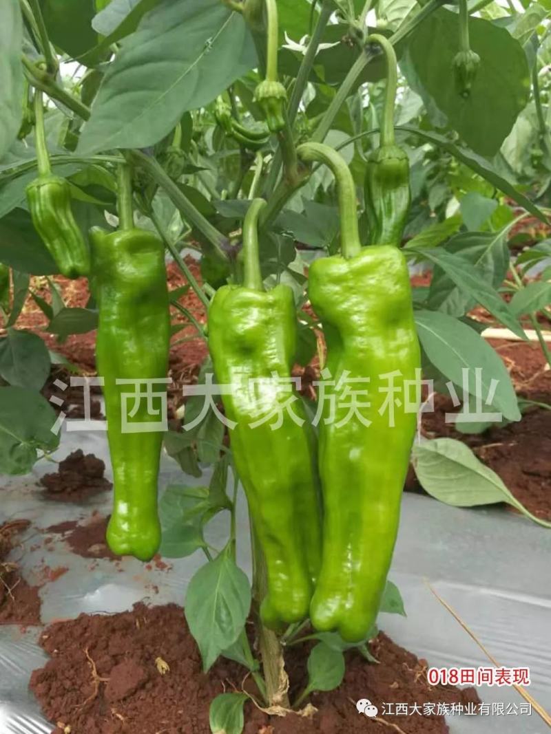 大家族精质188特大果薄皮椒种子微辣清脆黄绿色泡椒种子