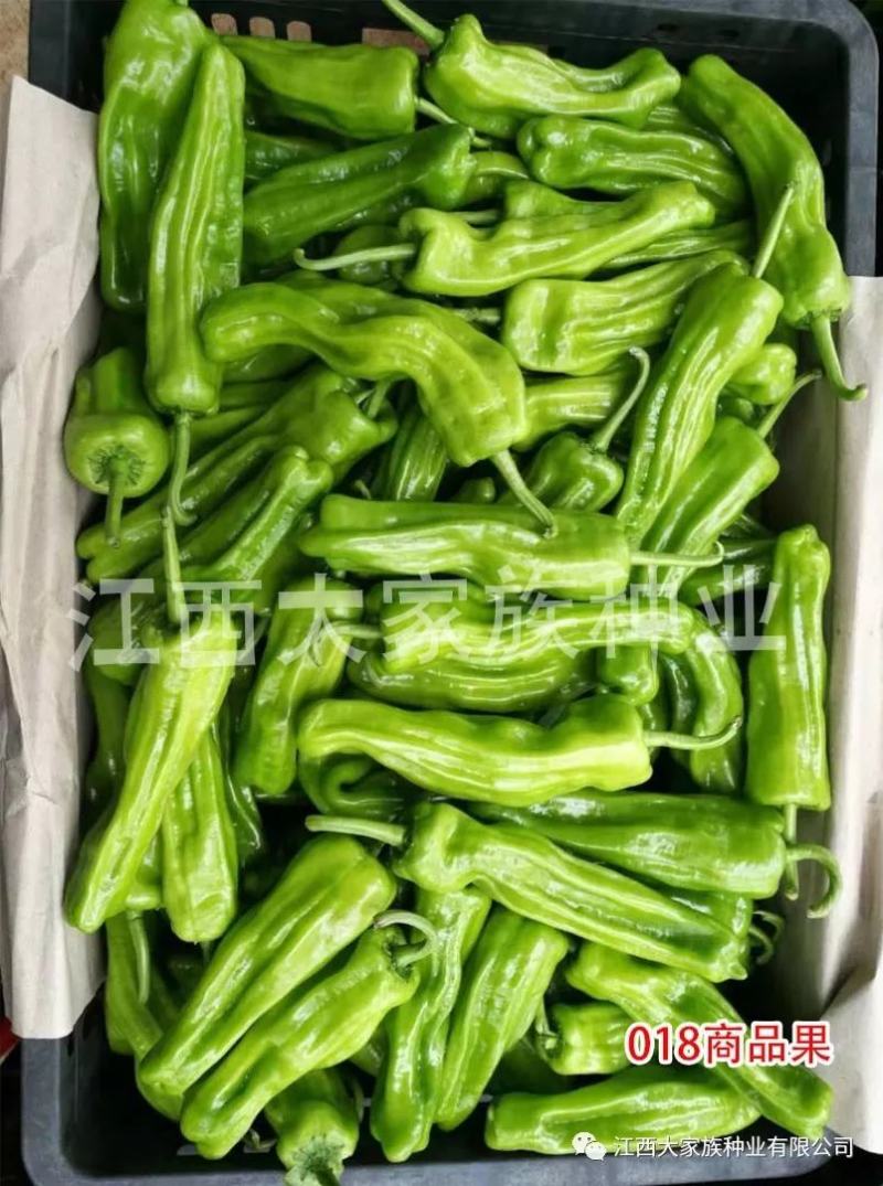 大家族精质188特大果薄皮椒种子微辣清脆黄绿色泡椒种子