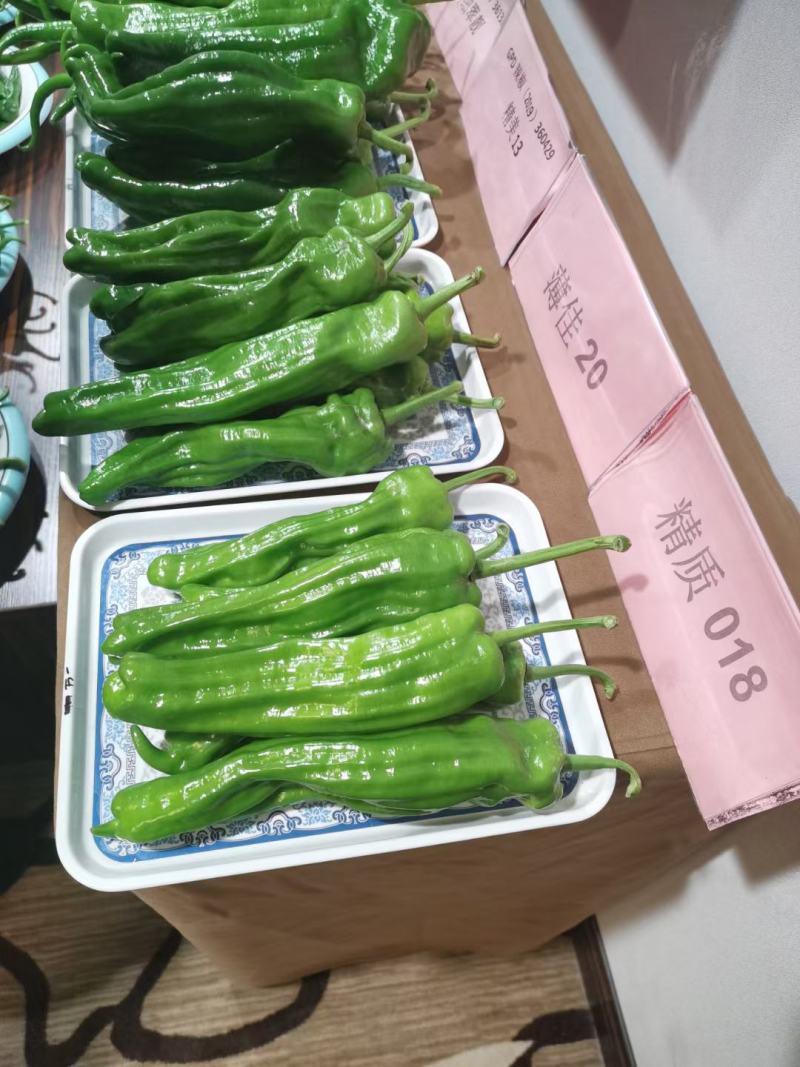大家族精质188特大果薄皮椒种子微辣清脆黄绿色泡椒种子