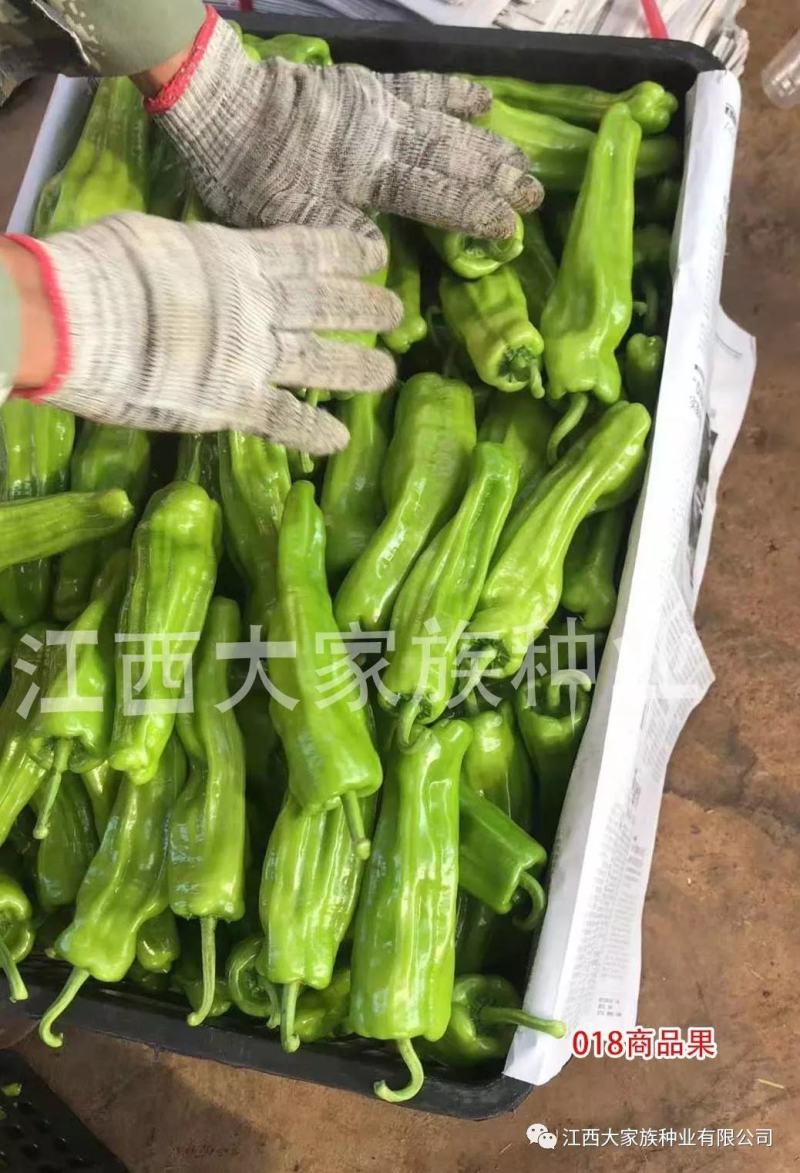大家族精质188特大果薄皮椒种子微辣清脆黄绿色泡椒种子