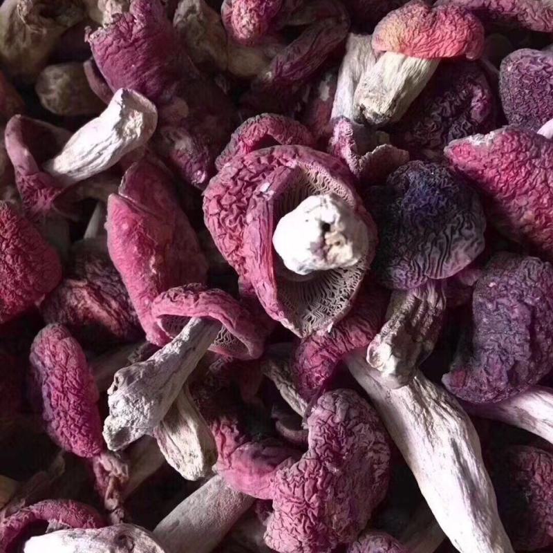 红菇野生红蘑菇月子菇干货红菌干货福建武夷山野生正红菇干品