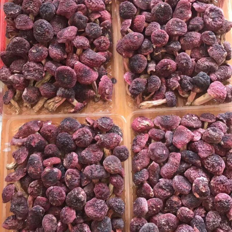 红菇野生红蘑菇月子菇干货红菌干货福建武夷山野生正红菇干品