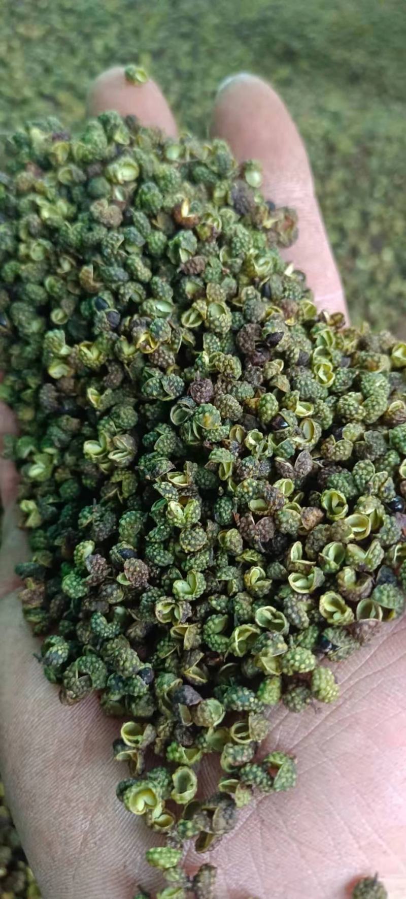 【包邮】5斤起售特麻云南青花椒青麻椒金阳青花椒转红椒