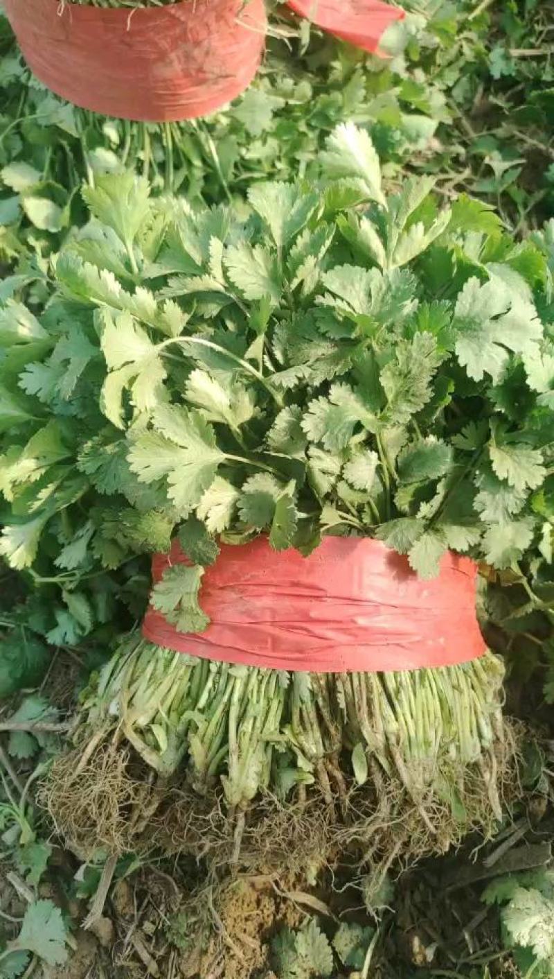 河南精品香菜大棚种植产地直供量大价优欢迎咨询