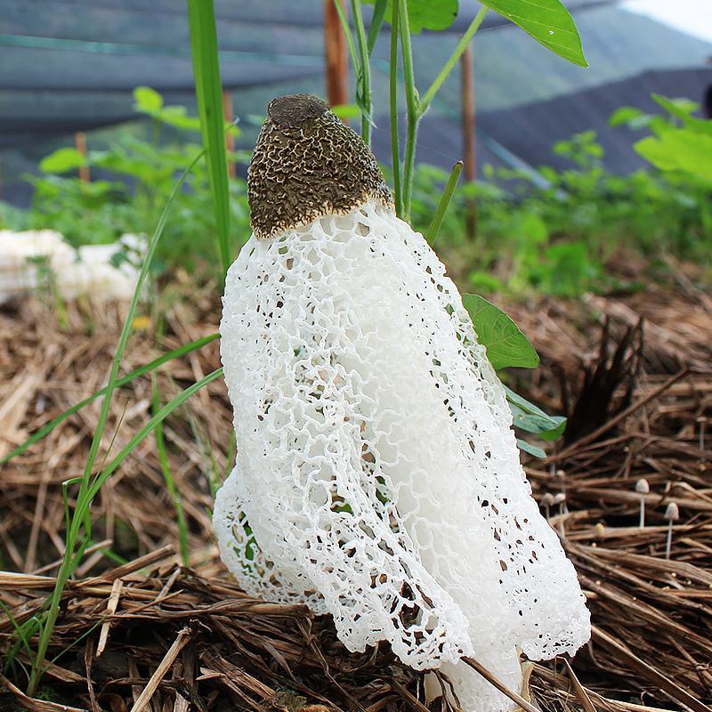 福建竹荪长裙竹荪菌中皇后2020年新货产地价大量批发