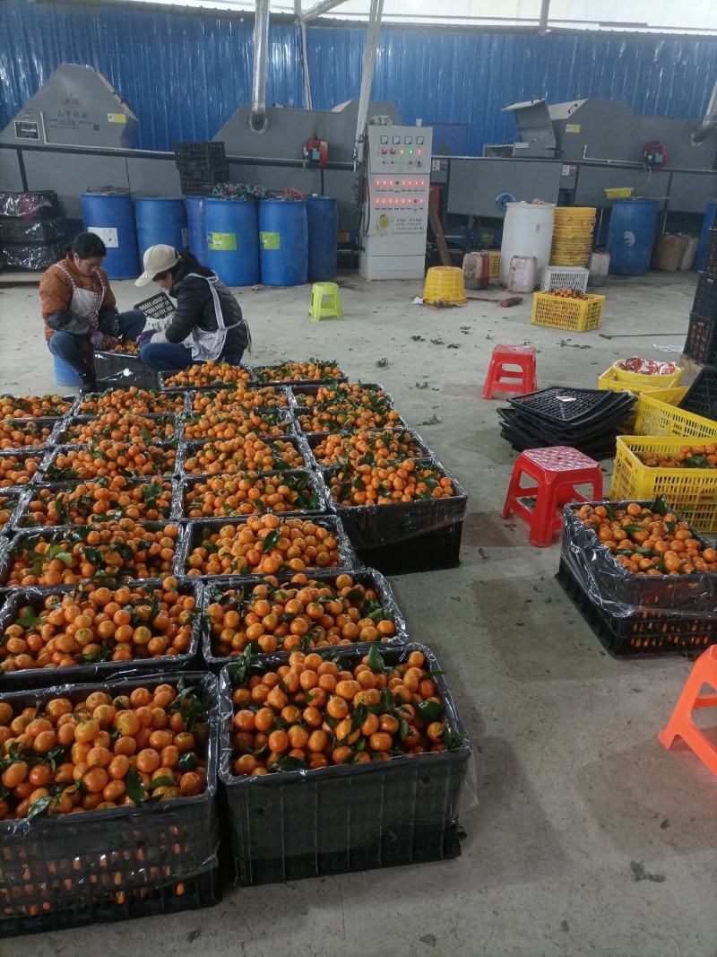 西林沙糖桔，口感好，甜度高，统货一块三四