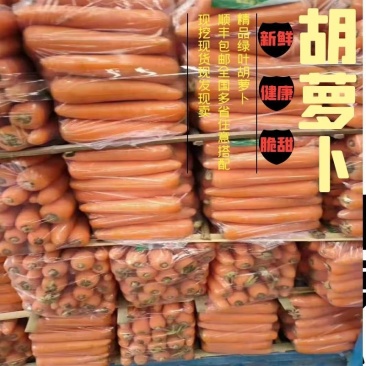 河南开封通许胡萝卜，万亩基地，可视频看货，一次合作，终生