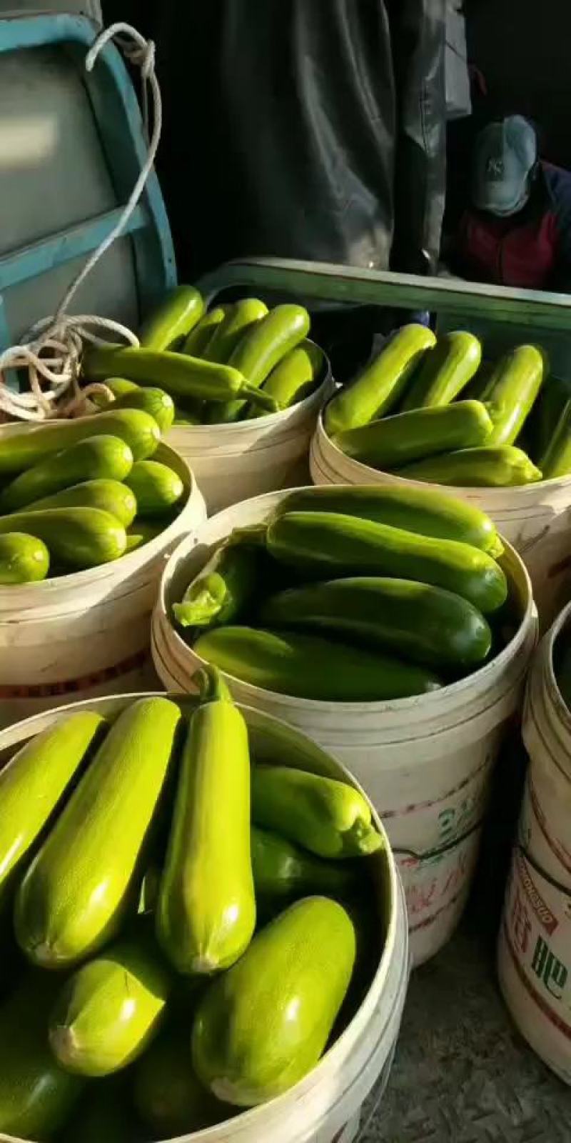 绿皮西葫芦0.6斤以上开始大量上市欢迎新老客户前来采购