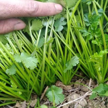 香菜，小叶香菜，铁杆青