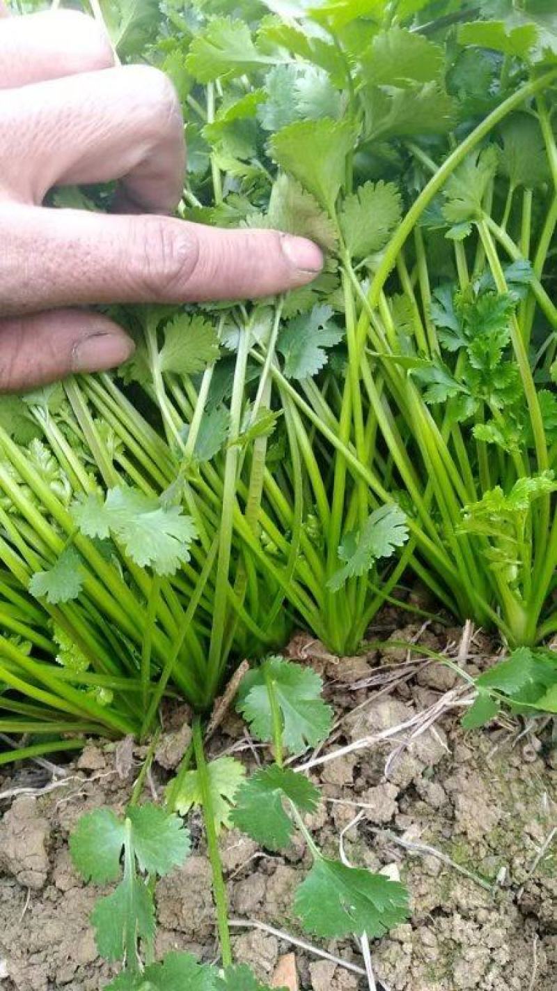 香菜，小叶香菜，铁杆青