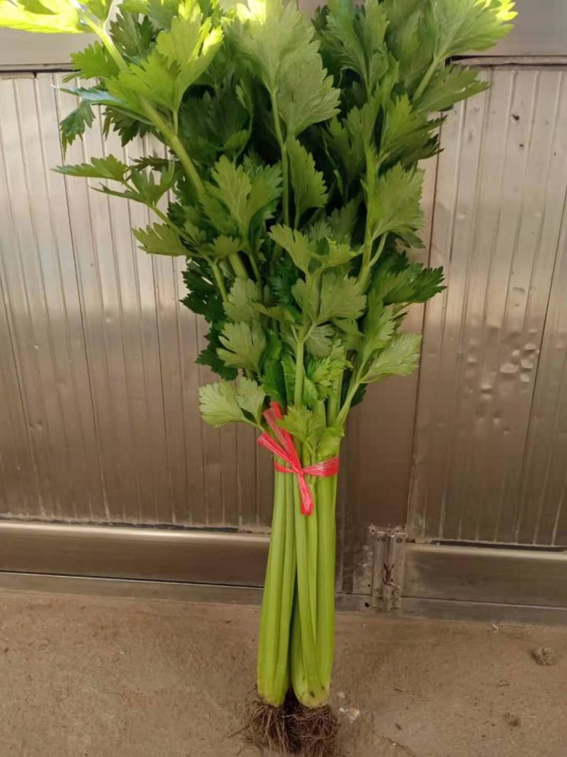 芹菜开始上市了，欢迎大家前来订购，质量保证