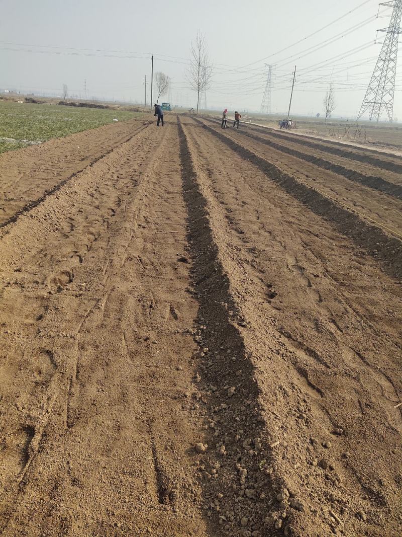 出售辣椒种，辣椒苗，带育辣椒苗