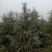 雪松！常年供应2.5--10米各种规格的雪松
