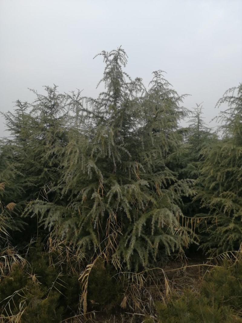 雪松！常年供应2.5--10米各种规格的雪松