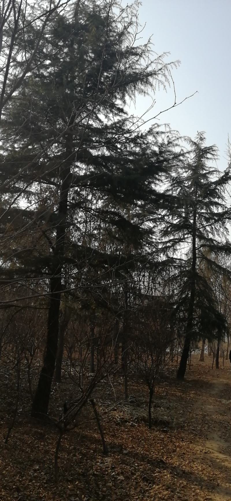 雪松！常年供应2.5--10米各种规格的雪松