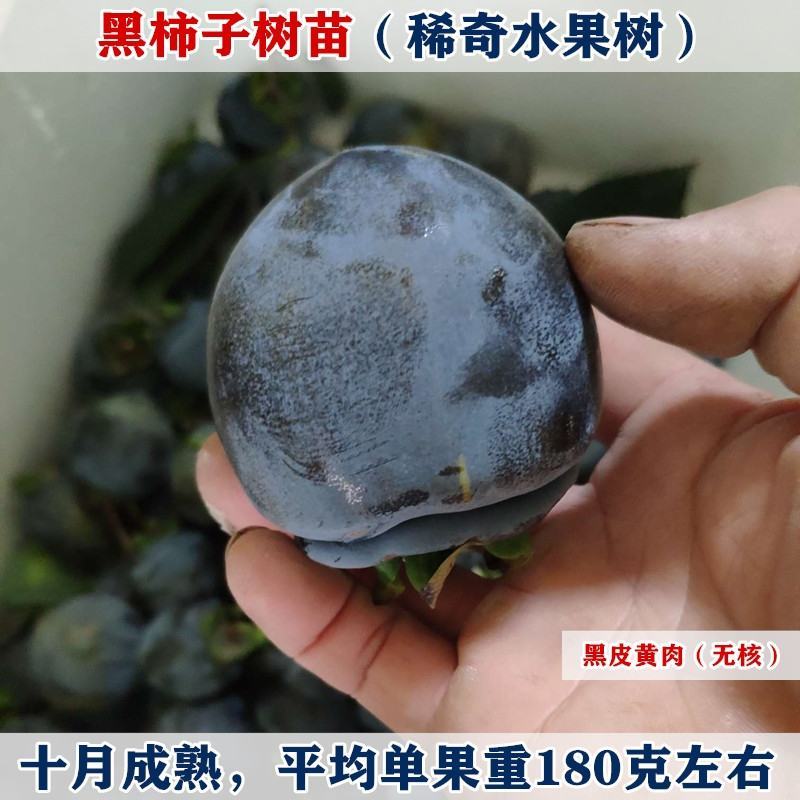 黑柿子树苗嫁接苗，柿子苗品种纯真，自产自销现挖现卖，保证质量