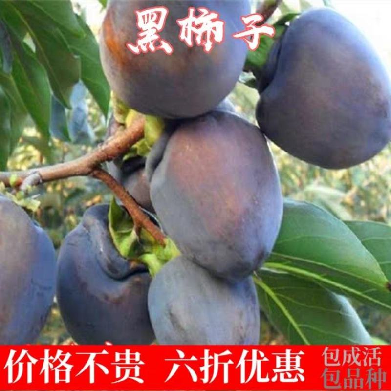 黑柿子树苗嫁接苗，柿子苗品种纯真，自产自销现挖现卖，保证质量