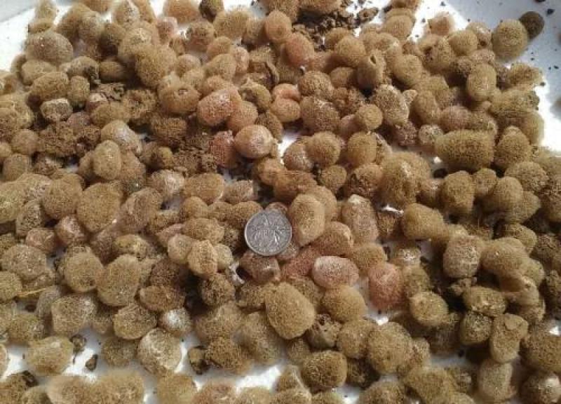 水蛭茧，日本医蛭茧，水蛭茧小苗，菲牛蛭，柳叶蛭茧
