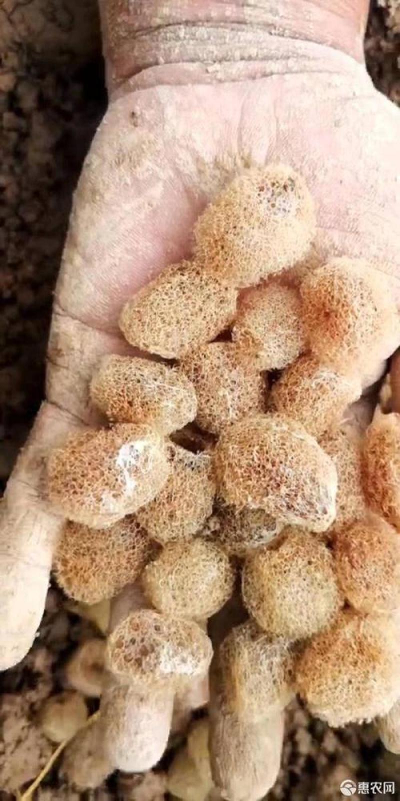 水蛭茧，日本医蛭茧，水蛭茧小苗，菲牛蛭，柳叶蛭茧