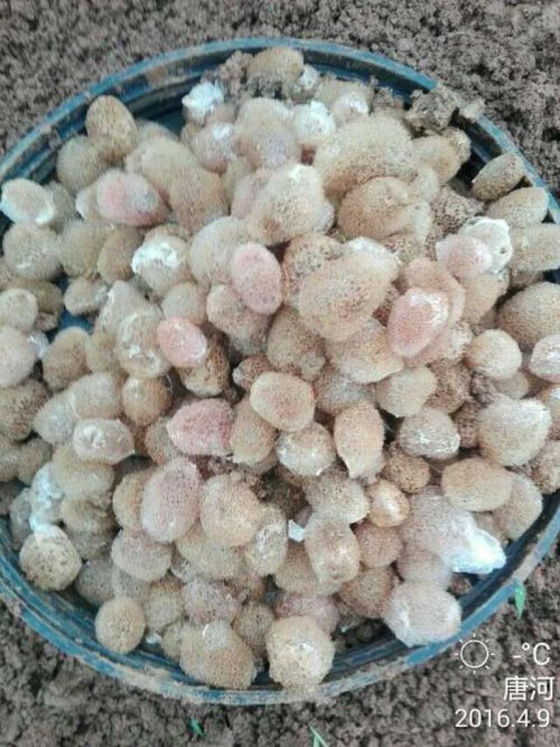 水蛭茧，日本医蛭茧，水蛭茧小苗，菲牛蛭，柳叶蛭茧
