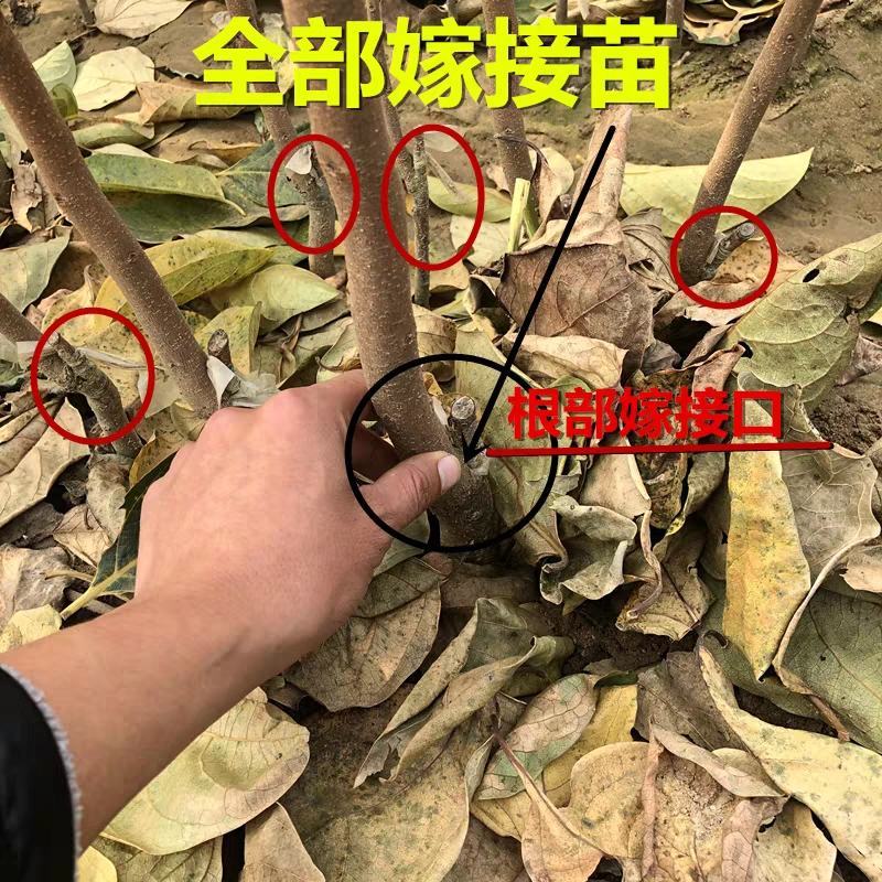 黑柿子树苗嫁接苗，柿子苗品种纯真，自产自销现挖现卖，保证质量