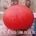 黑柿子树苗嫁接苗，柿子苗品种纯真，自产自销现挖现卖，保证质量