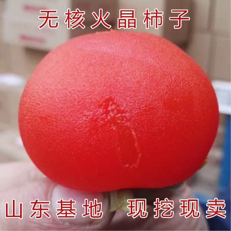 黑柿子树苗嫁接苗，柿子苗品种纯真，自产自销现挖现卖，保证质量