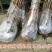 黑柿子树苗嫁接苗，柿子苗品种纯真，自产自销现挖现卖，保证质量