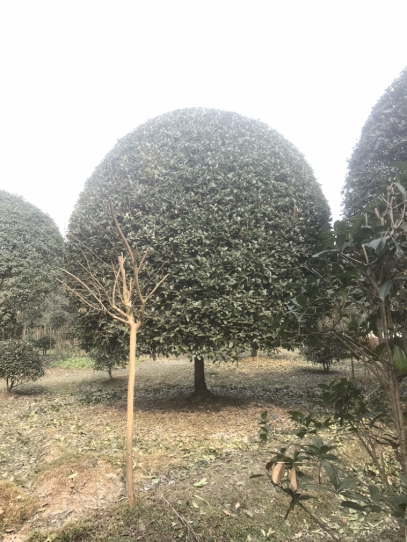 四川成都精品高杆桂花18-20公分