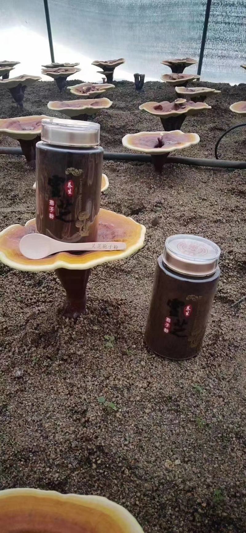 【特别推荐】长白山本地灵芝孢子粉，油花大易吸收