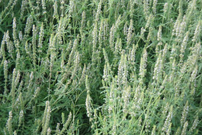 出售新产荆芥种子荆芥籽一年生可在线交易