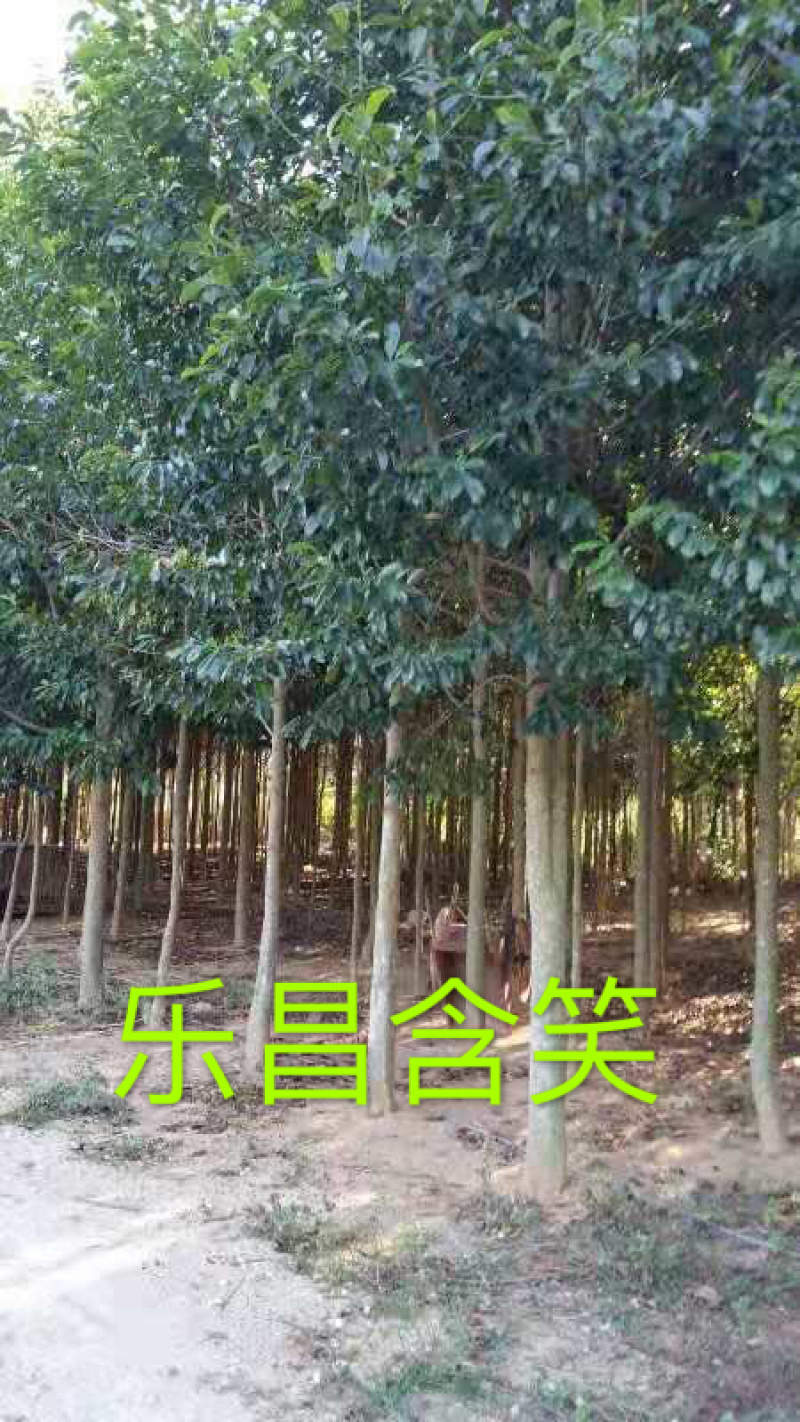乐昌含笑福建漳州，产地直销，树型塔状，行道树风景树，土球率