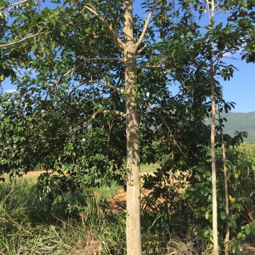 乐昌含笑福建漳州，产地直销，树型塔状，行道树风景树，土球率