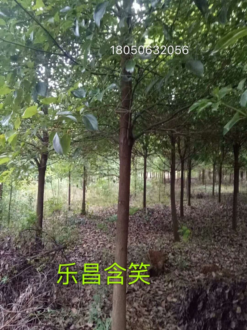 乐昌含笑福建漳州，产地直销，树型塔状，行道树风景树，土球率