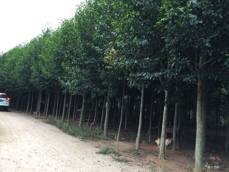 乐昌含笑福建漳州，产地直销，树型塔状，行道树风景树，土球率