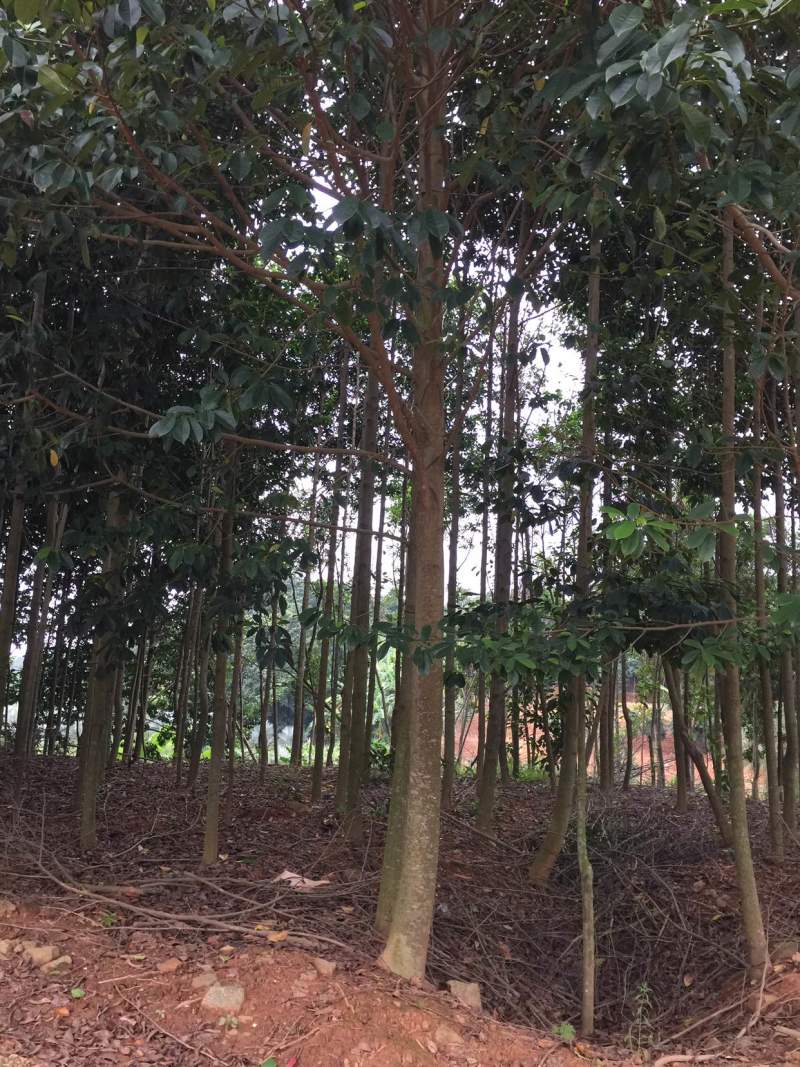 乐昌含笑福建漳州，产地直销，树型塔状，行道树风景树，土球率