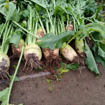 四川大头菜，精品鲜货，现货大量上市
