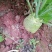 四川大头菜，精品鲜货，现货大量上市