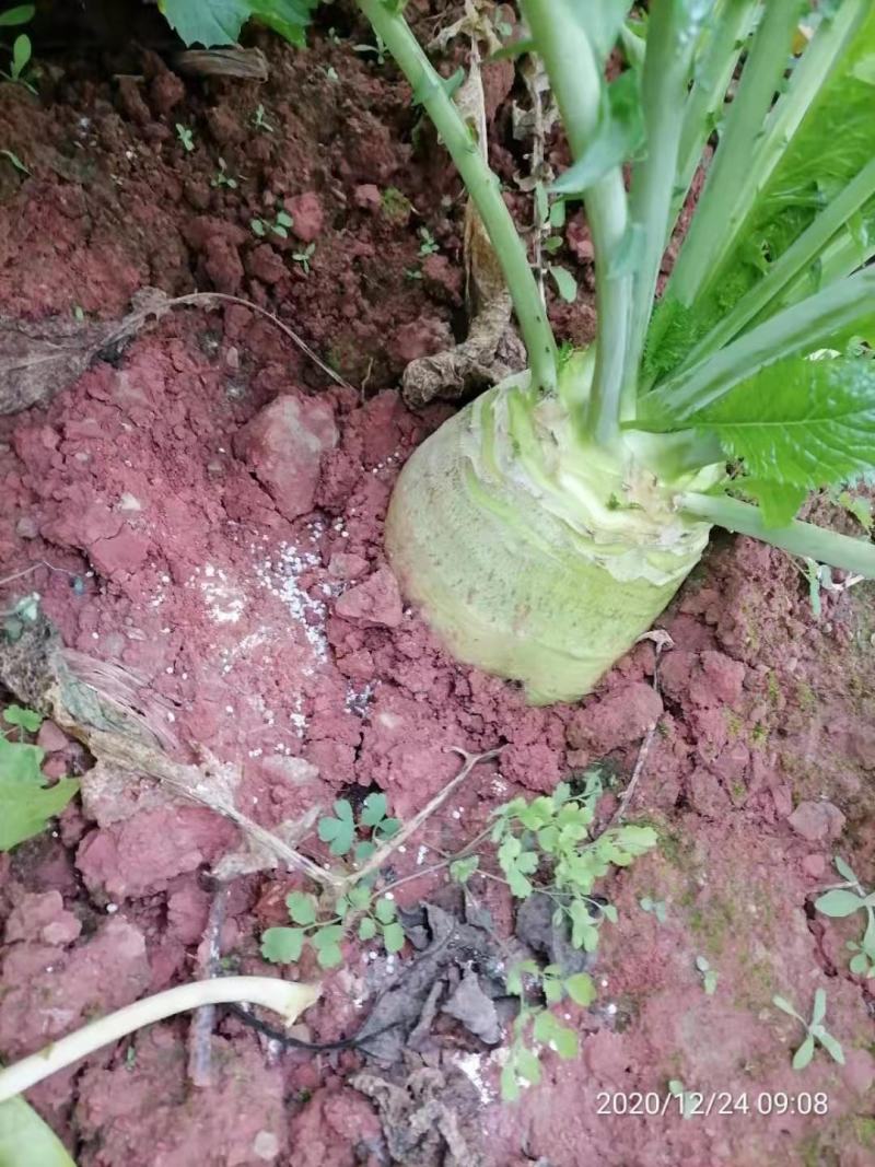 四川大头菜，精品鲜货，现货大量上市
